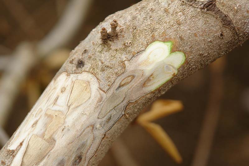 Botryosphaeria dieback