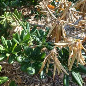 Botryosphaeria dieback