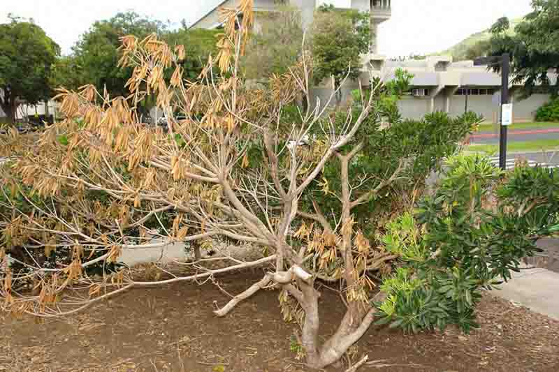 Botryosphaeria dieback