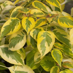 Cornus alternifolia Golden Shadows, Alternateleaf Dogwood Golden Shadows, Alternate-leaf Dogwood Golden Shadows, Pagoda Dogwood Golden Shadows, Swida alternifolia Golden Shadows, Variegated Dogwood