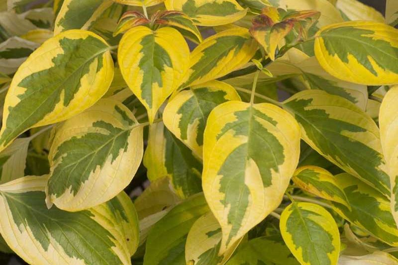 Cornus alternifolia Golden Shadows, Alternateleaf Dogwood Golden Shadows, Alternate-leaf Dogwood Golden Shadows, Pagoda Dogwood Golden Shadows, Swida alternifolia Golden Shadows, Variegated Dogwood
