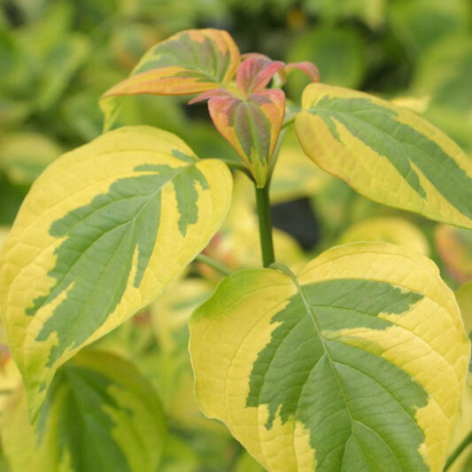 Cornus alternifolia Golden Shadows, Alternateleaf Dogwood Golden Shadows, Alternate-leaf Dogwood Golden Shadows, Pagoda Dogwood Golden Shadows, Swida alternifolia Golden Shadows, Variegated Dogwood