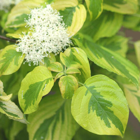 Cornus alternifolia Golden Shadows, Alternateleaf Dogwood Golden Shadows, Alternate-leaf Dogwood Golden Shadows, Pagoda Dogwood Golden Shadows, Swida alternifolia Golden Shadows, Variegated Dogwood