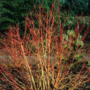 Cornus Sanguinea Winter Flame, Winter Flame Bloodtwig Dogwood , Winter Flame European Dogwood , Winter Flame Dogwood, Deciduous Shrubs, Foliage, Fall color, Winter color, Red bark, Orange Bark