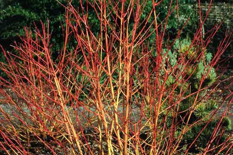 Cornus Sanguinea Winter Flame, Winter Flame Bloodtwig Dogwood , Winter Flame European Dogwood , Winter Flame Dogwood, Deciduous Shrubs, Foliage, Fall color, Winter color, Red bark, Orange Bark