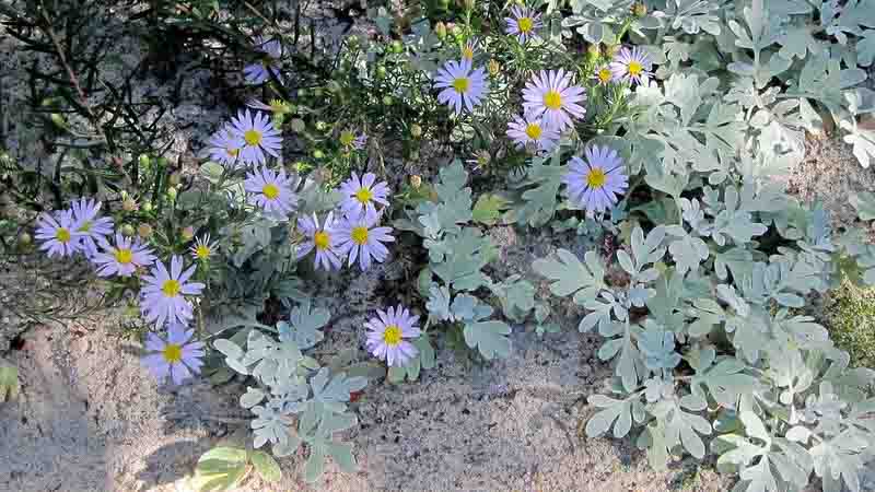 Ionactis linariifolia, Stiff Aster