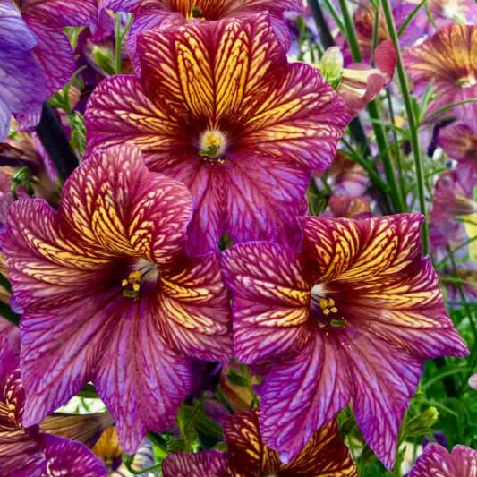 Salpiglossis sinuata, painted tongue, scalloped tube tongue, velvet trumpet-flower, velvet flower, velvet plant