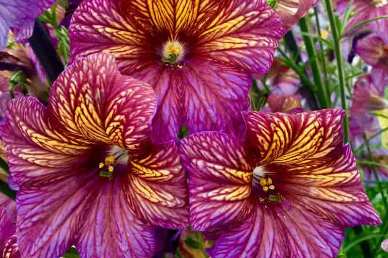 Salpiglossis sinuata, painted tongue, scalloped tube tongue, velvet trumpet-flower, velvet flower, velvet plant