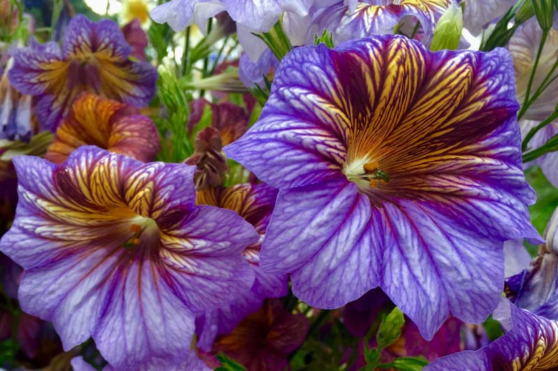 Salpiglossis sinuata, painted tongue, scalloped tube tongue, velvet trumpet-flower, velvet flower, velvet plant