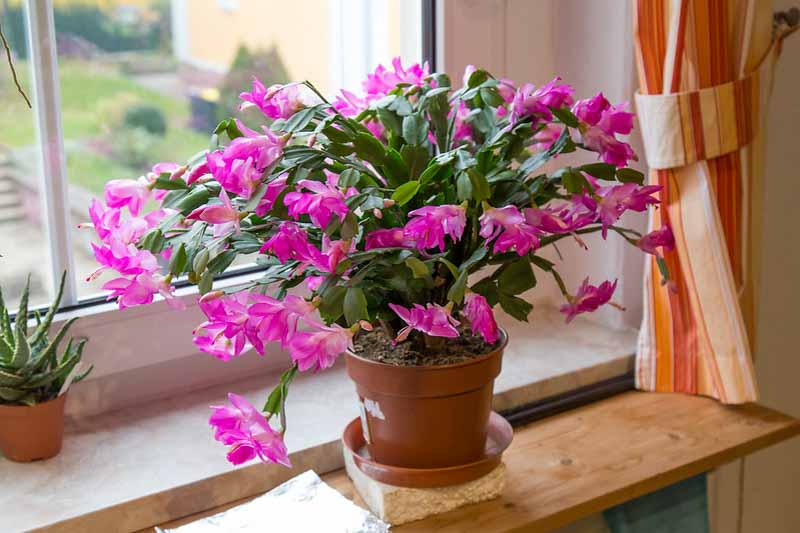 Thanksgiving cactus, Schlumbergera