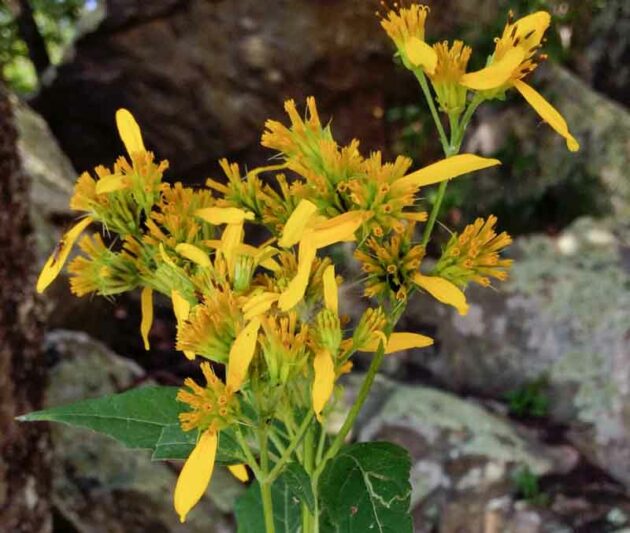 Verbesina occidentalis, Yellow Crownbeard, Small Yellow Crownbeard, Crownbeard