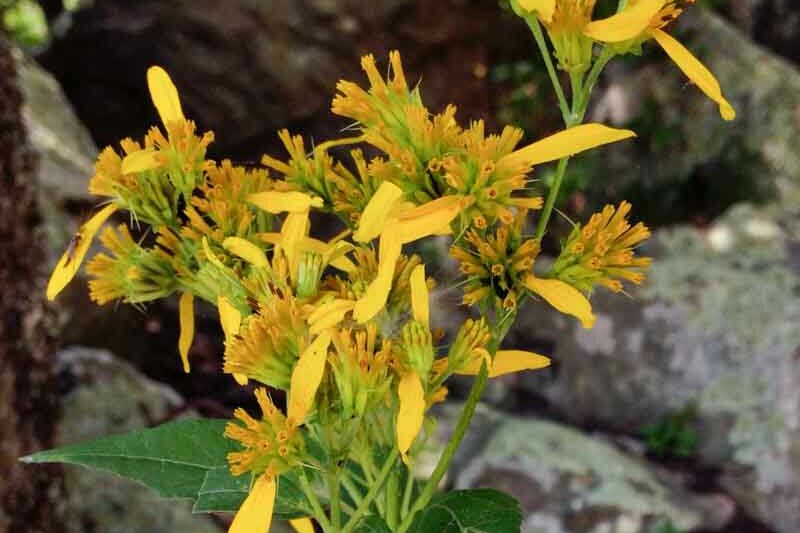 Verbesina occidentalis, Yellow Crownbeard, Small Yellow Crownbeard, Crownbeard
