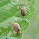 Viburnum Leaf Beetle, Pyrrhalta viburni