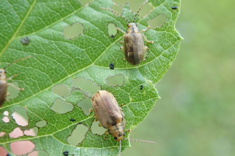 Viburnum Leaf Beetle, Pyrrhalta viburni