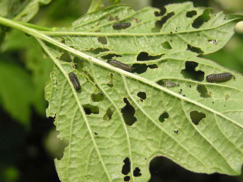 Viburnum Leaf Beetle, Pyrrhalta viburni