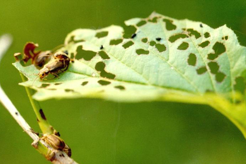 Viburnum Leaf Beetle, Pyrrhalta viburni