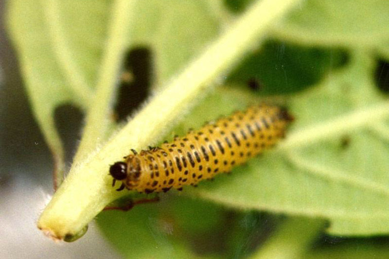 Viburnum Leaf Beetle, Pyrrhalta viburni