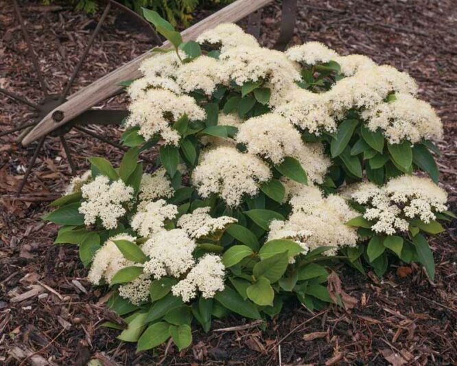 Viburnum Lil Ditty, Viburnum cassinoides, Lil Ditty Witherod Viburnum, Viburnum cassinoides 'SMNVCDD' LIL DITTY