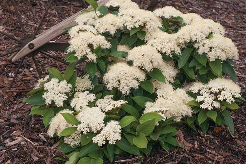 Viburnum Lil Ditty, Viburnum cassinoides, Lil Ditty Witherod Viburnum, Viburnum cassinoides 'SMNVCDD' LIL DITTY