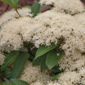 Viburnum Lil Ditty, Viburnum cassinoides, Lil Ditty Witherod Viburnum, Viburnum cassinoides 'SMNVCDD' LIL DITTY