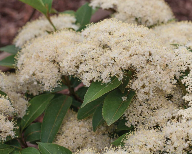 Viburnum Lil Ditty, Viburnum cassinoides, Lil Ditty Witherod Viburnum, Viburnum cassinoides 'SMNVCDD' LIL DITTY