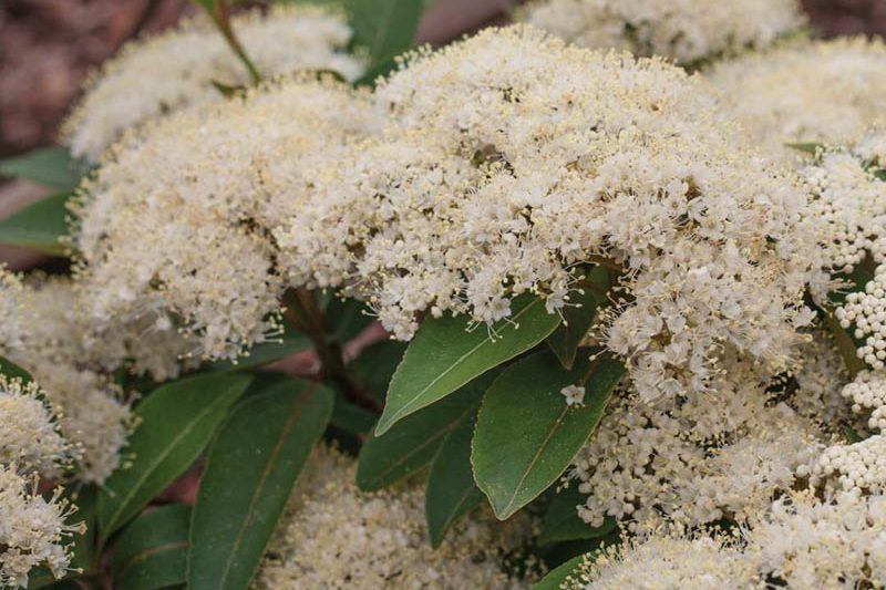 Viburnum Lil Ditty, Viburnum cassinoides, Lil Ditty Witherod Viburnum, Viburnum cassinoides 'SMNVCDD' LIL DITTY