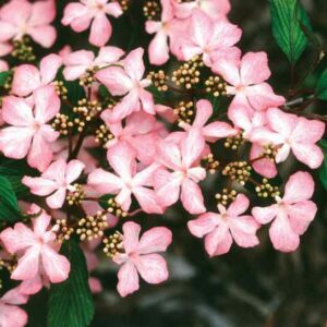 Viburnum plicatum 'Molly Schroeder', Pink Beauty Doublefile Viburnum