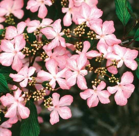 Viburnum plicatum 'Molly Schroeder', Pink Beauty Doublefile Viburnum