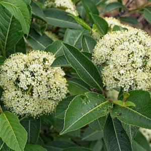 Viburnum, Viburnum cassinoides, Witherod Viburnum, Appalachian tea tree, blue haw withe rod