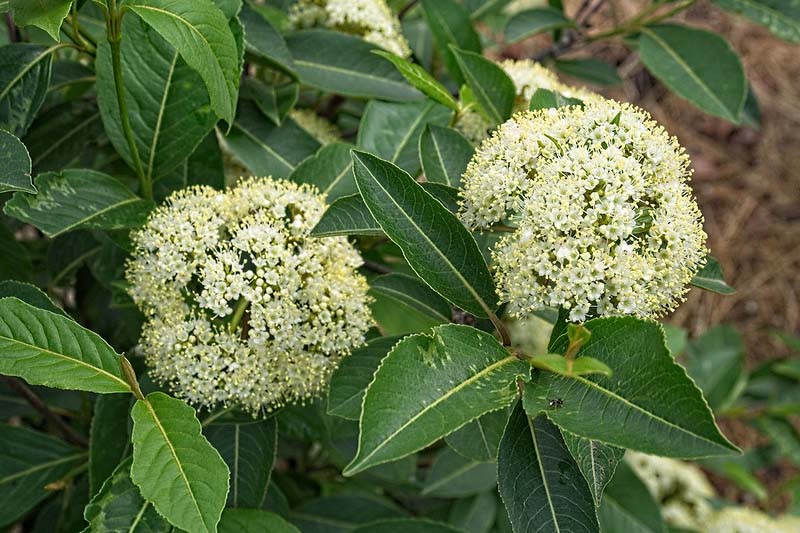 Viburnum, Viburnum cassinoides, Witherod Viburnum, Appalachian tea tree, blue haw withe rod