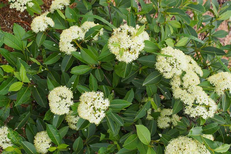 Viburnum, Viburnum cassinoides, Witherod Viburnum, Appalachian tea tree, blue haw withe rod