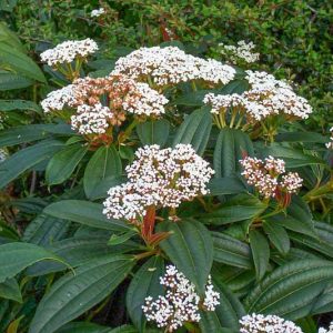 Viburnum davidii, David Viburnum,