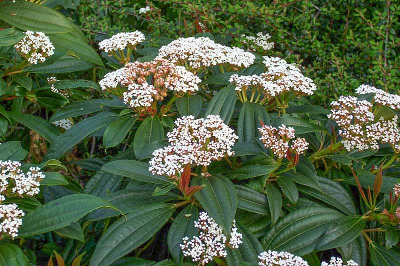 Viburnum davidii, David Viburnum,