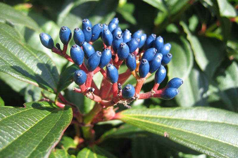 Viburnum davidii, David Viburnum,