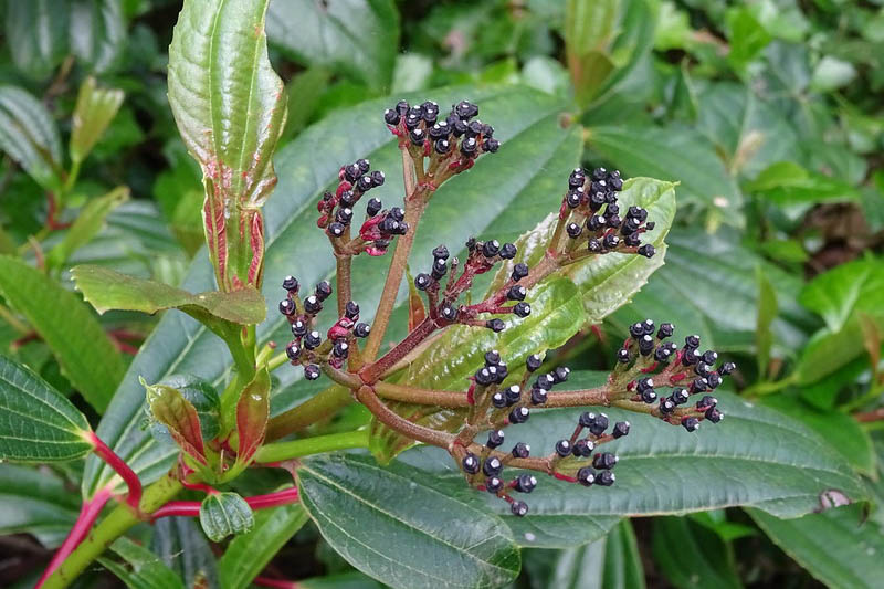 Viburnum davidii, David Viburnum,