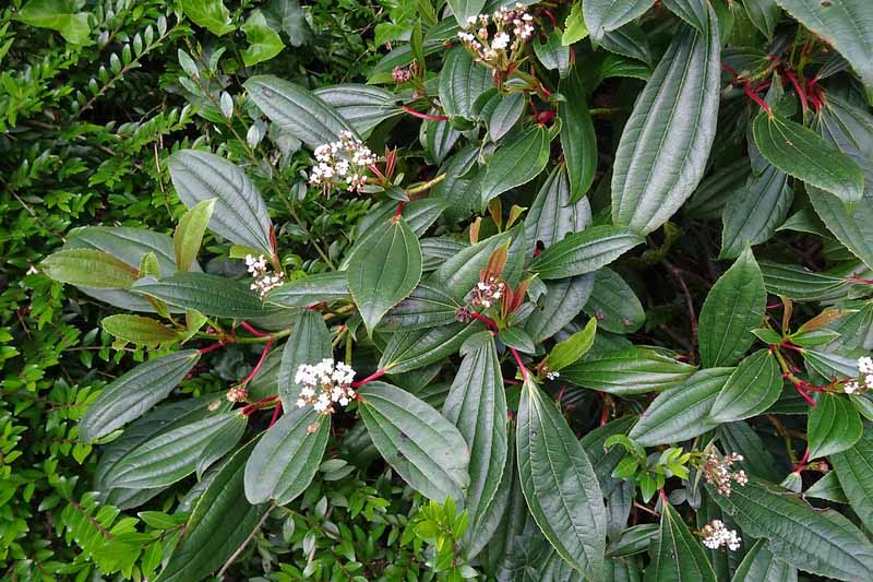 Viburnum davidii, David Viburnum,