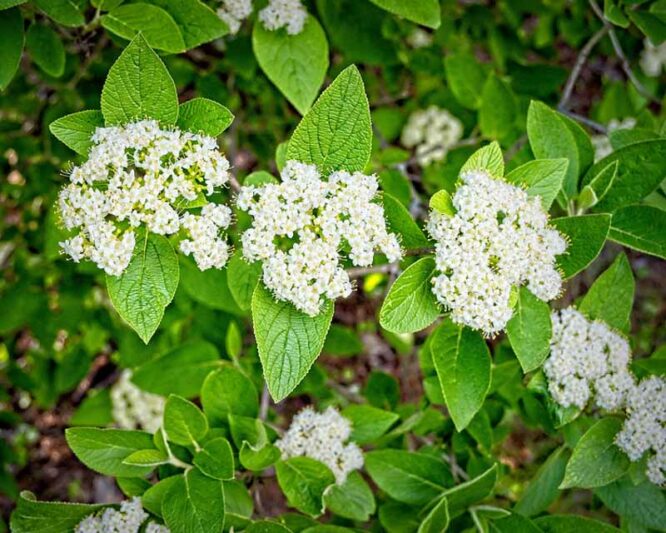 Viburnum lantana Mohican , Mohican wayfaring tree, Mohican Viburnum, Mohican cotton tree, Mohican coven tree, Mohican lithy tree, Mohican mealy tree, Mohican twistwood