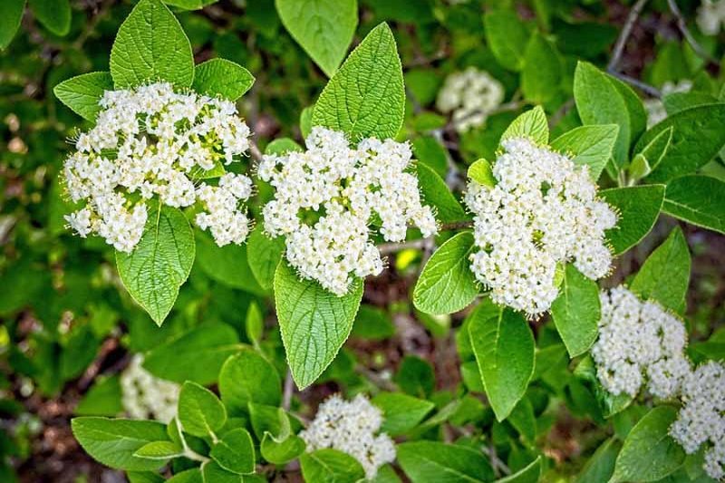 Viburnum lantana Mohican , Mohican wayfaring tree, Mohican Viburnum, Mohican cotton tree, Mohican coven tree, Mohican lithy tree, Mohican mealy tree, Mohican twistwood
