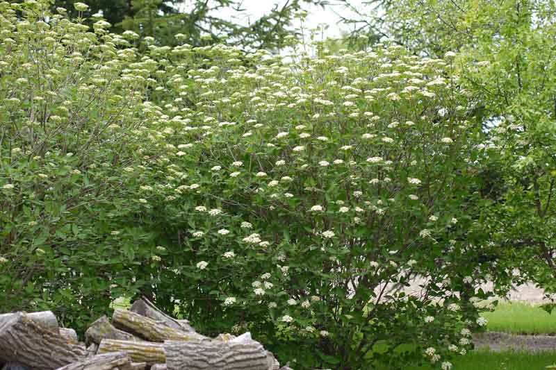 Viburnum lantana, wayfaring tree, cotton tree, coven tree, lithy tree, mealy tree, the cottoner, twistwood