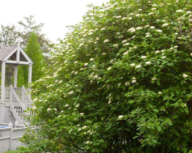 Viburnum lantana Mohican , Mohican wayfaring tree, Mohican Viburnum, Mohican cotton tree, Mohican coven tree, Mohican lithy tree, Mohican mealy tree, Mohican twistwood