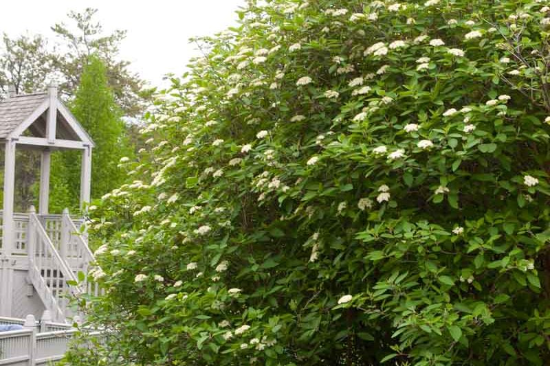 Viburnum lantana Mohican , Mohican wayfaring tree, Mohican Viburnum, Mohican cotton tree, Mohican coven tree, Mohican lithy tree, Mohican mealy tree, Mohican twistwood