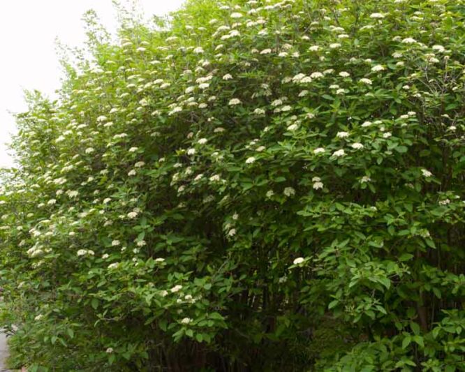 Viburnum lantana Mohican , Mohican wayfaring tree, Mohican Viburnum, Mohican cotton tree, Mohican coven tree, Mohican lithy tree, Mohican mealy tree, Mohican twistwood