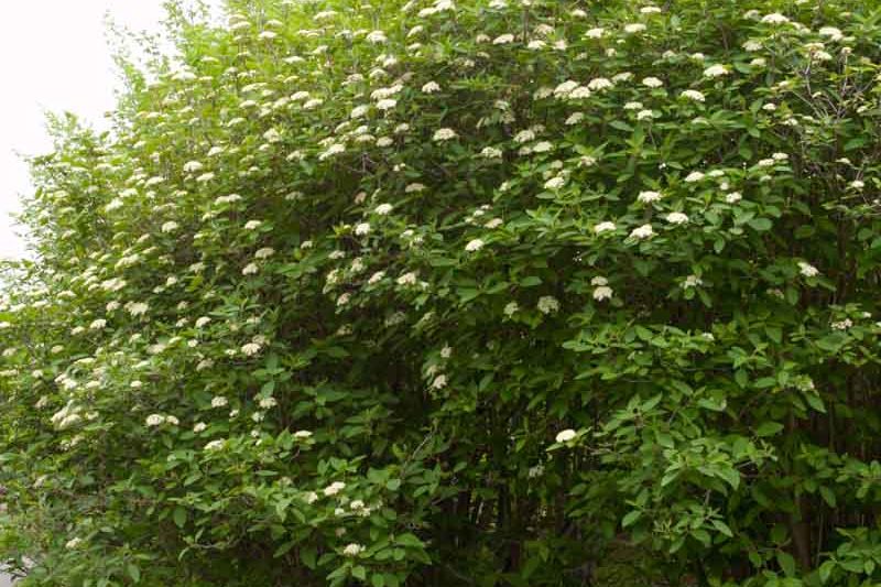 Viburnum lantana Mohican , Mohican wayfaring tree, Mohican Viburnum, Mohican cotton tree, Mohican coven tree, Mohican lithy tree, Mohican mealy tree, Mohican twistwood