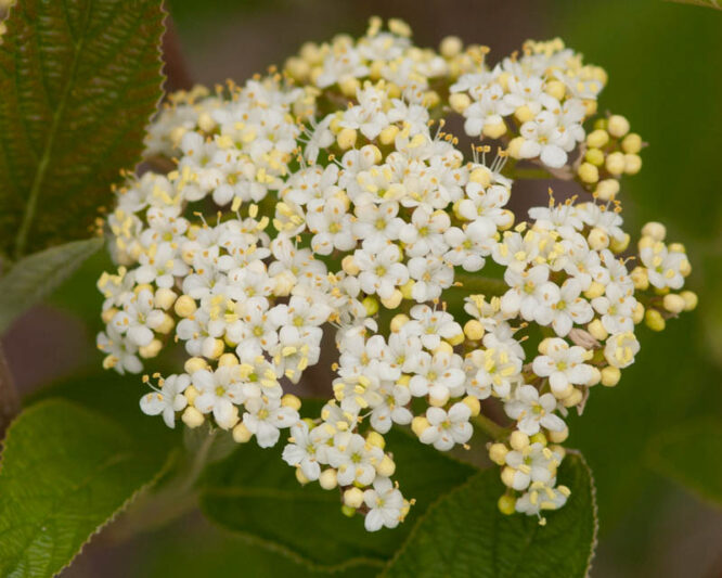 Viburnum lantana Mohican , Mohican wayfaring tree, Mohican Viburnum, Mohican cotton tree, Mohican coven tree, Mohican lithy tree, Mohican mealy tree, Mohican twistwood