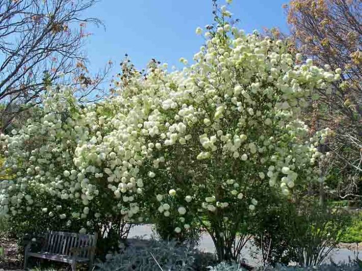 Viburnum macrocephalum , Chinese Snowball Viburnum