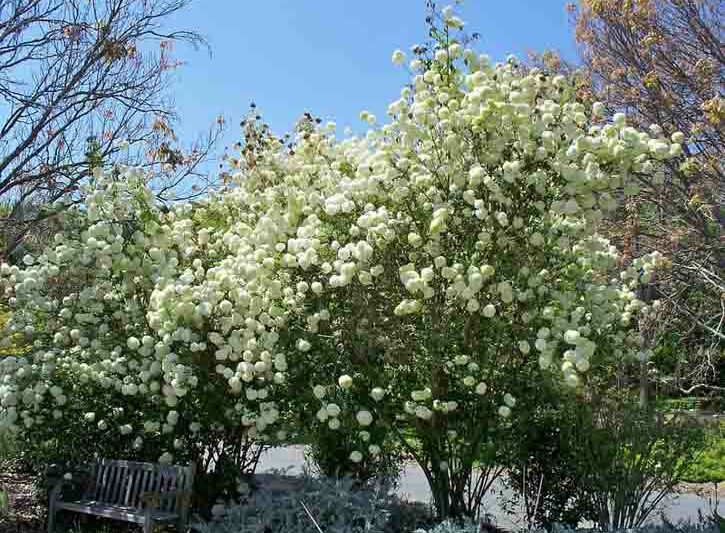 Viburnum macrocephalum , Chinese Snowball Viburnum