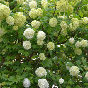 Viburnum macrocephalum , Chinese Snowball Viburnum