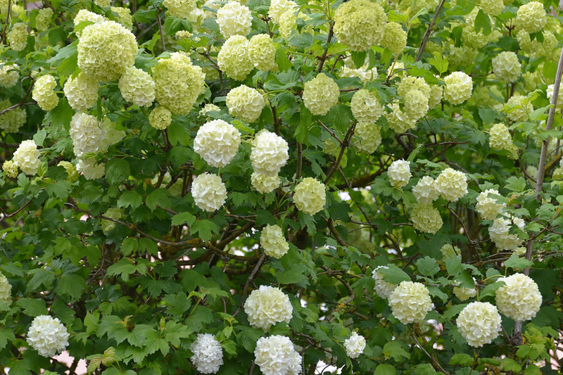 Viburnum macrocephalum , Chinese Snowball Viburnum
