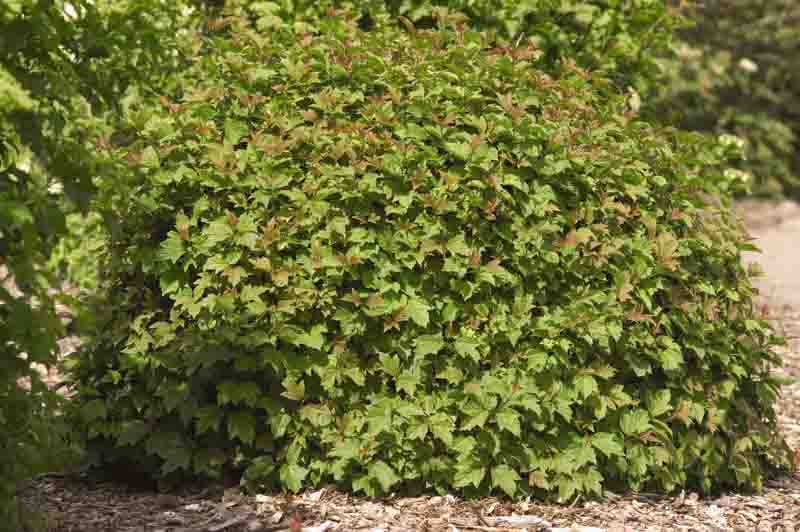 Viburnum opulus Nanum, Dwarf Viburnum