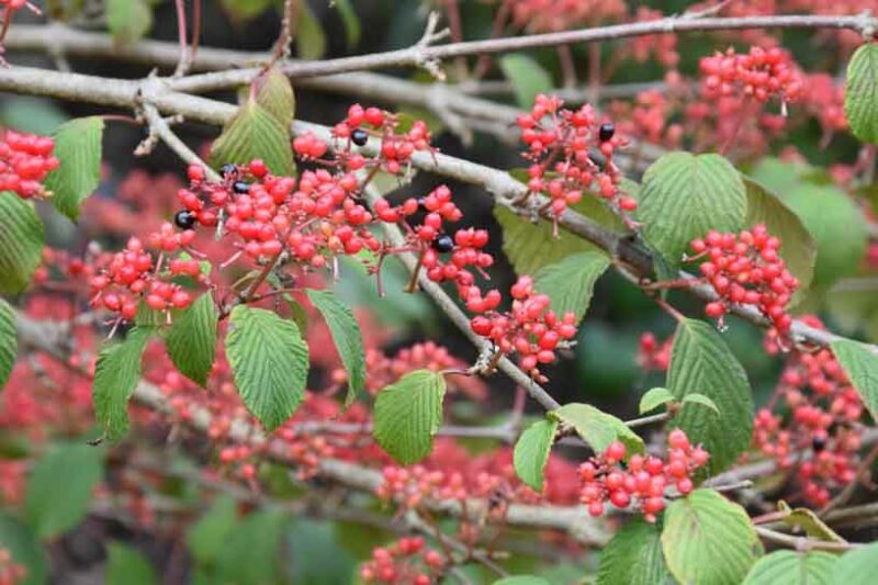 Viburnum plicatum tomentosum Pink Beauty, Pink Beauty Doubefile Viburnum